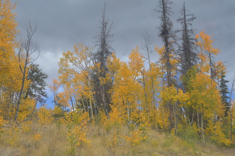 POG Rally Creede 2015