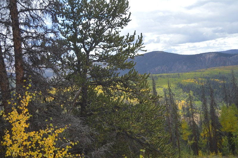 POG Rally Creede 2015