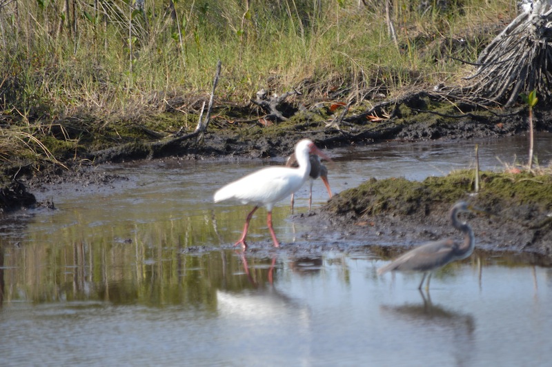 POG Everglades March 2015