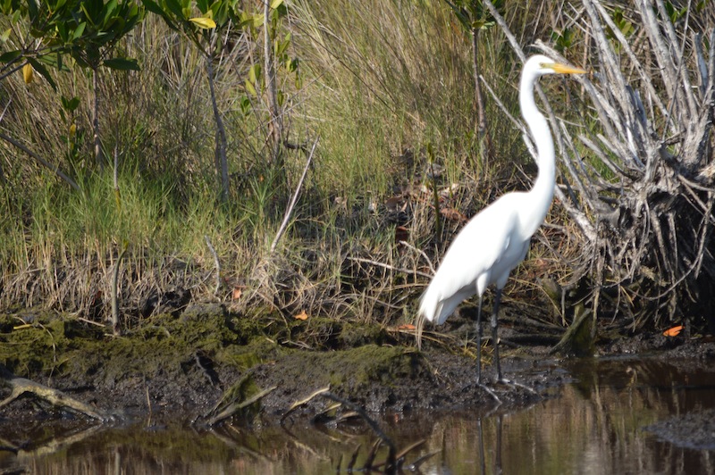 POG Everglades March 2015