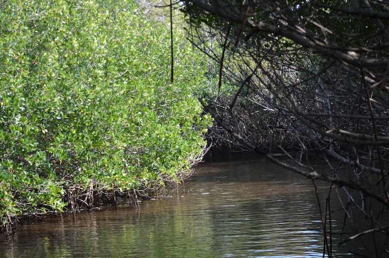 POG Everglades March 2015