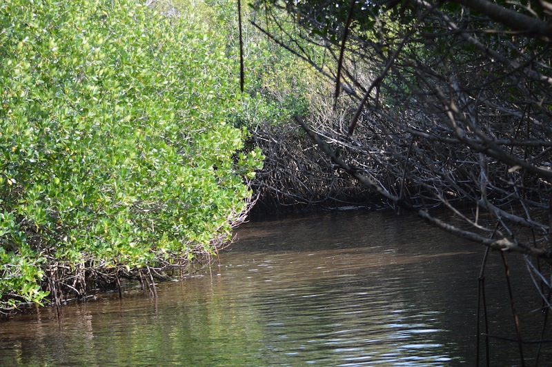 POG Everglades March 2015