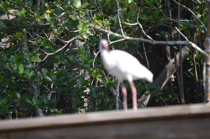 POG Everglades March 2015