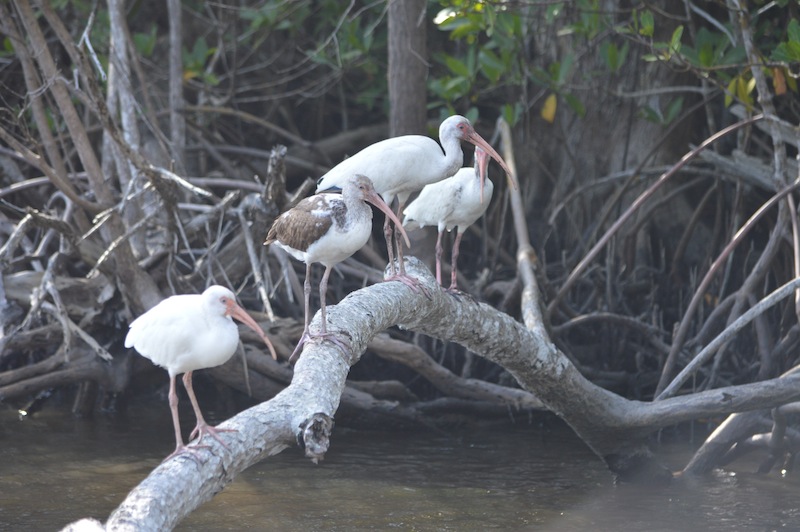 POG Everglades March 2015