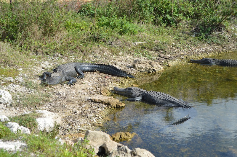 POG Everglades March 2015