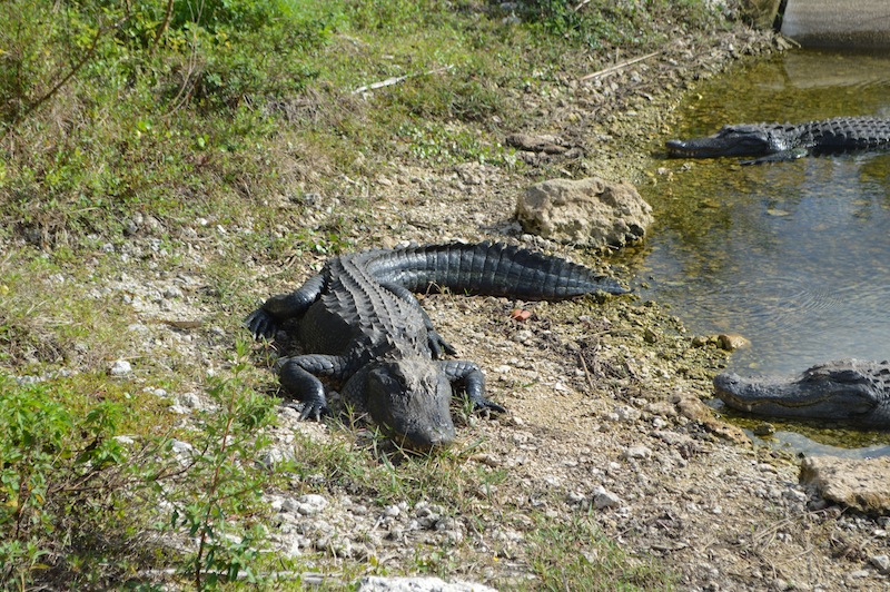 POG Everglades March 2015