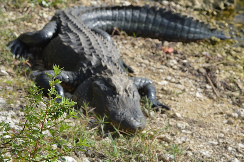 POG Everglades March 2015