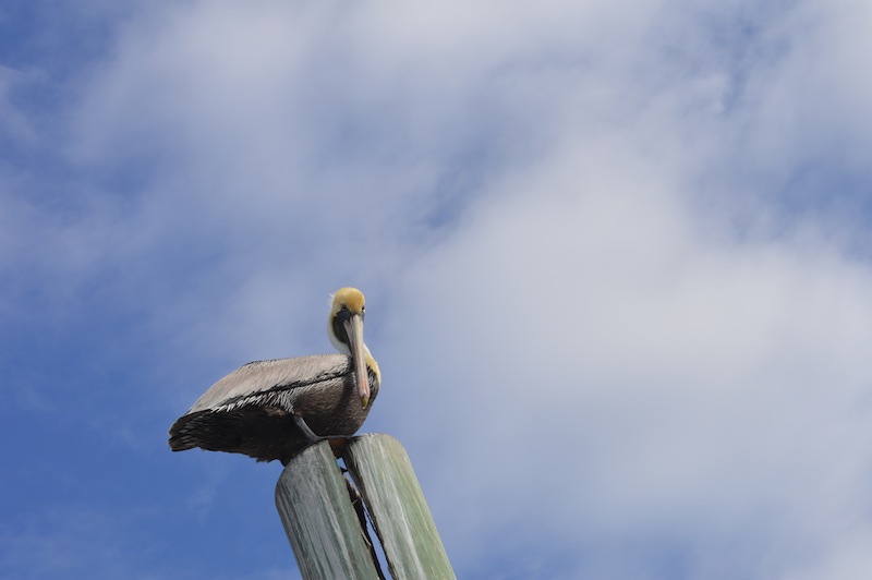 POG Everglades March 2015