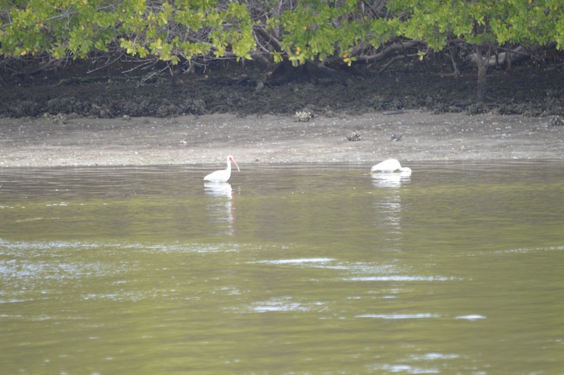 POG Everglades March 2015