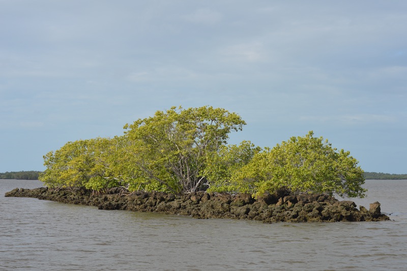 POG Everglades March 2015