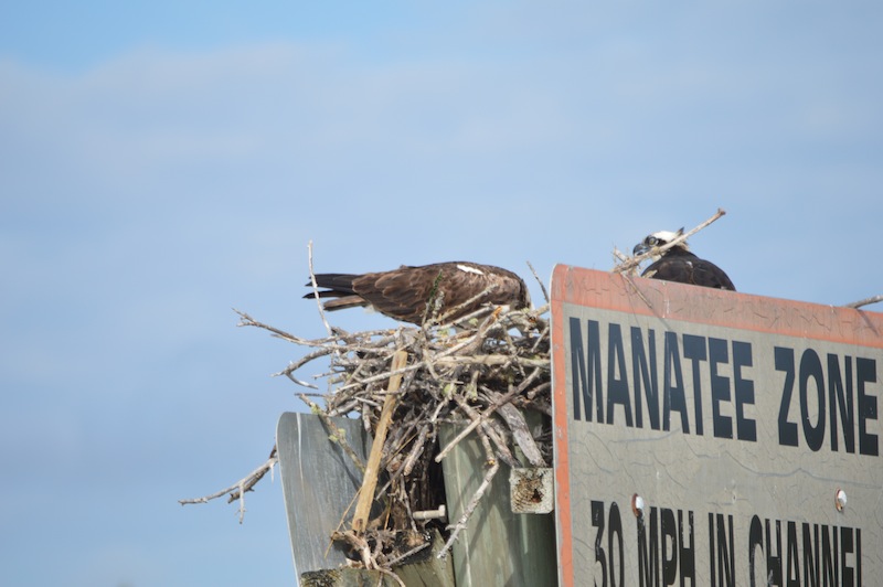 POG Everglades March 2015