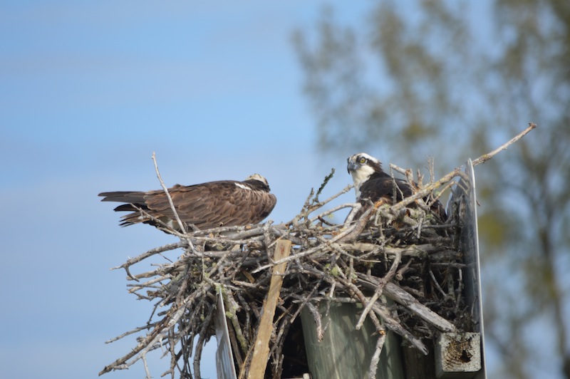 POG Everglades March 2015