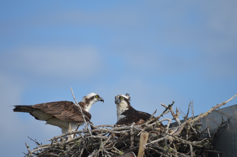 POG Everglades March 2015