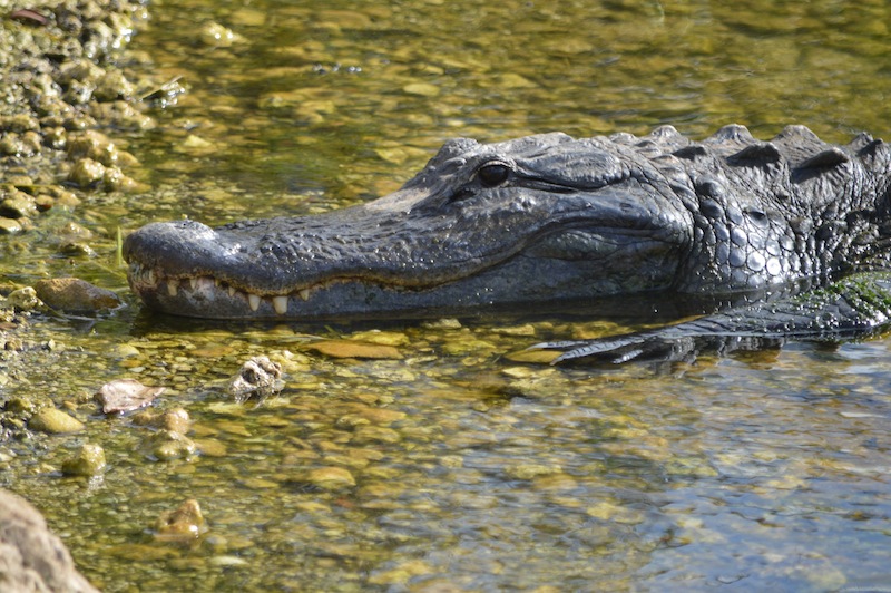 POG Everglades March 2015