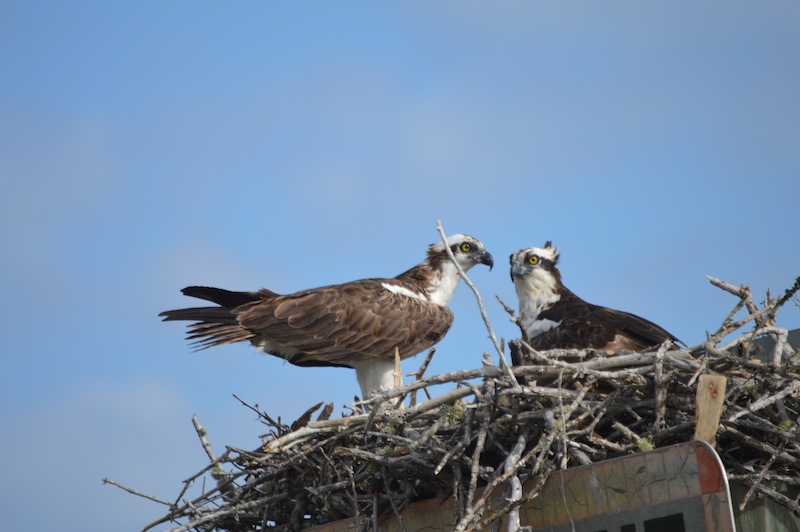 POG Everglades March 2015