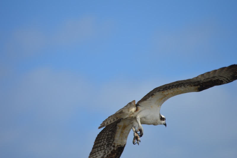 POG Everglades March 2015