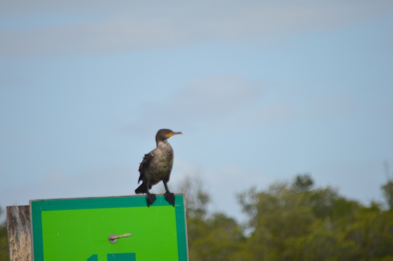 POG Everglades March 2015