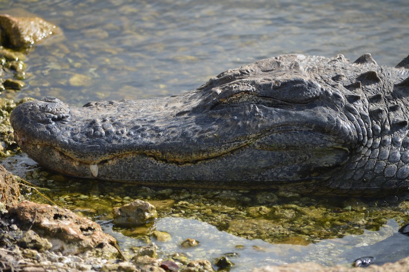 POG Everglades March 2015