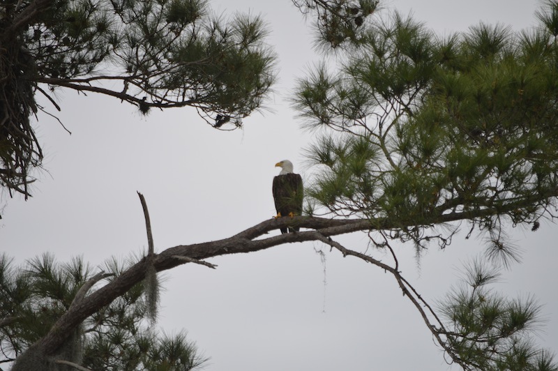 POG Everglades March 2015