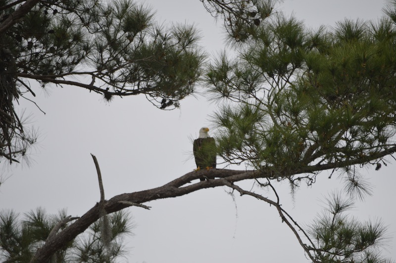 POG Everglades March 2015