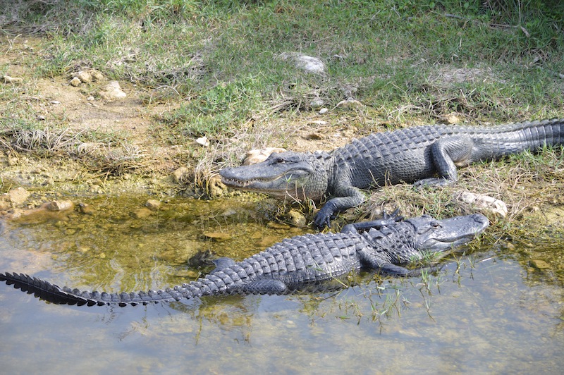 POG Everglades March 2015