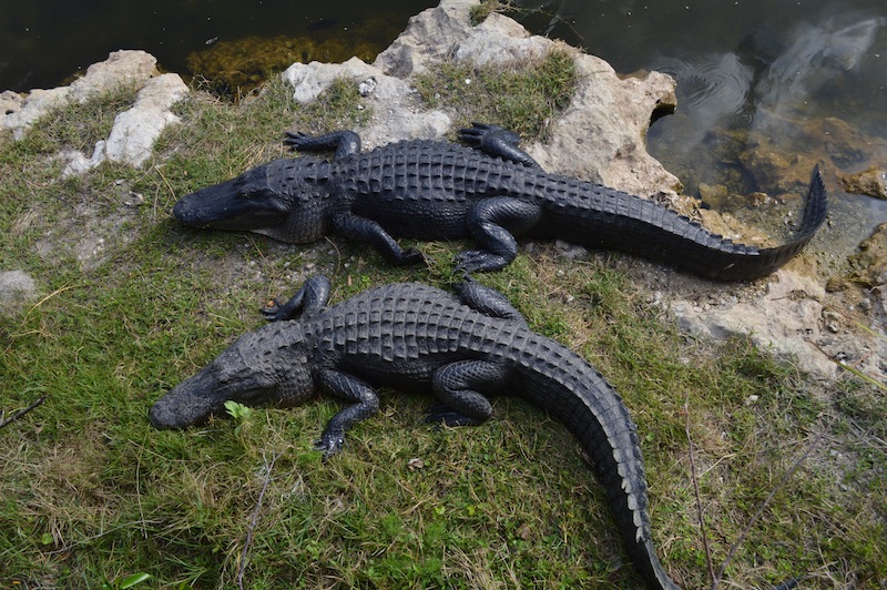 POG Everglades March 2015