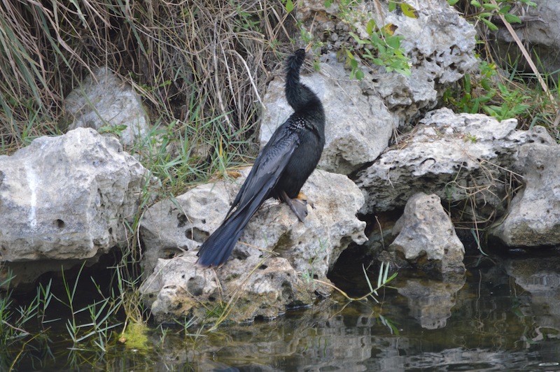 POG Everglades March 2015