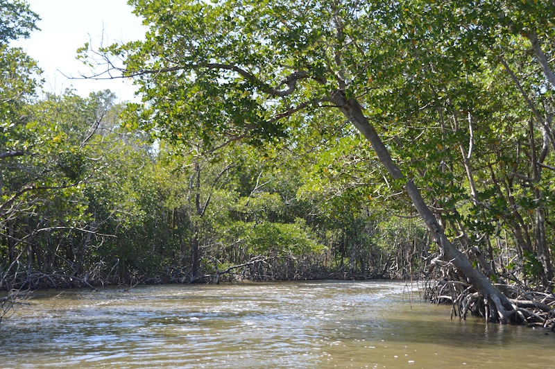 POG Everglades March 2015