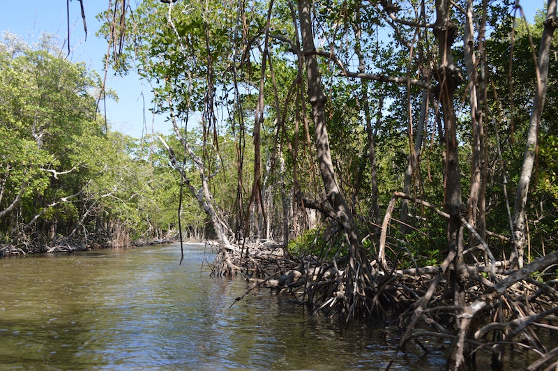 POG Everglades March 2015