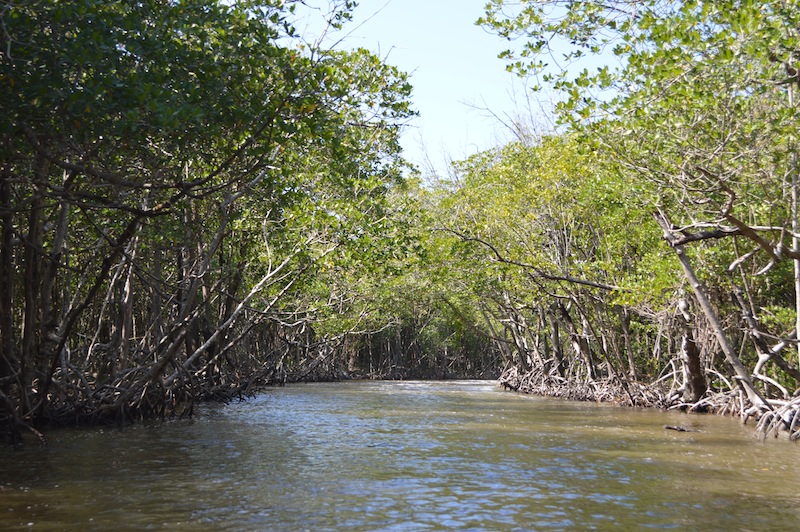 POG Everglades March 2015