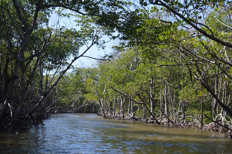 POG Everglades March 2015