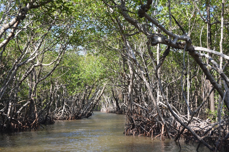 POG Everglades March 2015