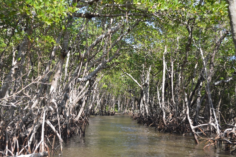 POG Everglades March 2015