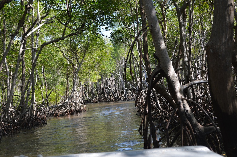 POG Everglades March 2015