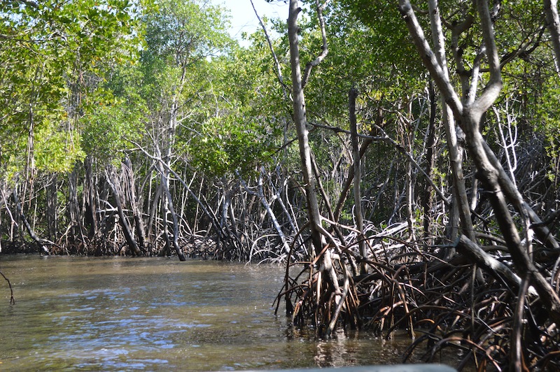 POG Everglades March 2015