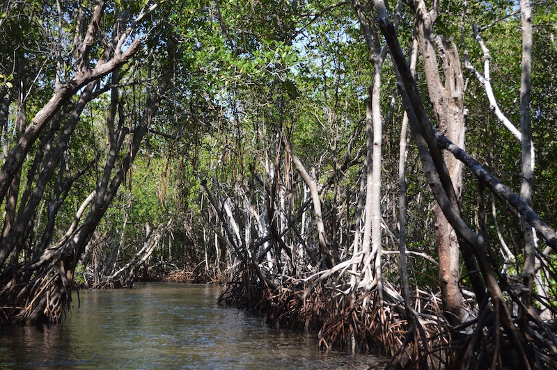 POG Everglades March 2015