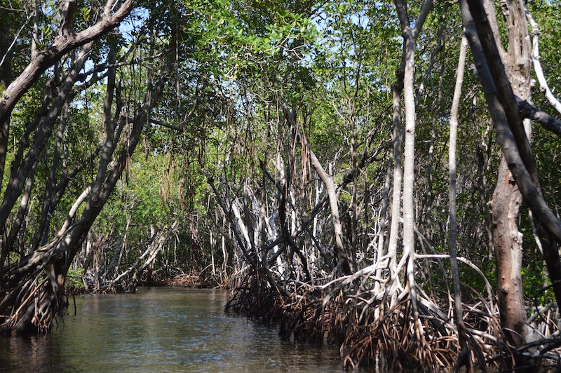 POG Everglades March 2015