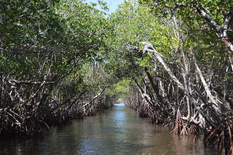 POG Everglades March 2015