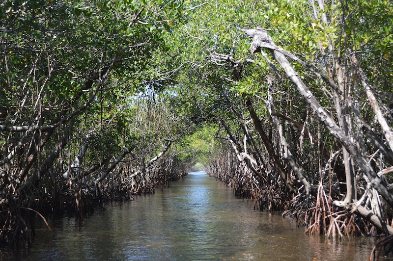 POG Everglades March 2015