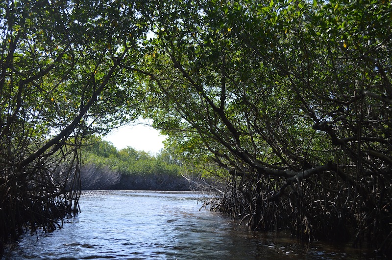 POG Everglades March 2015