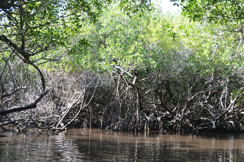 POG Everglades March 2015