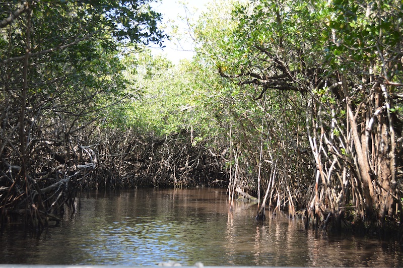 POG Everglades March 2015