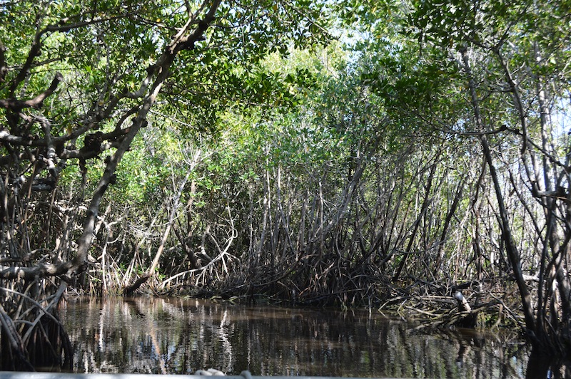 POG Everglades March 2015