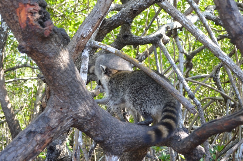 POG Everglades March 2015