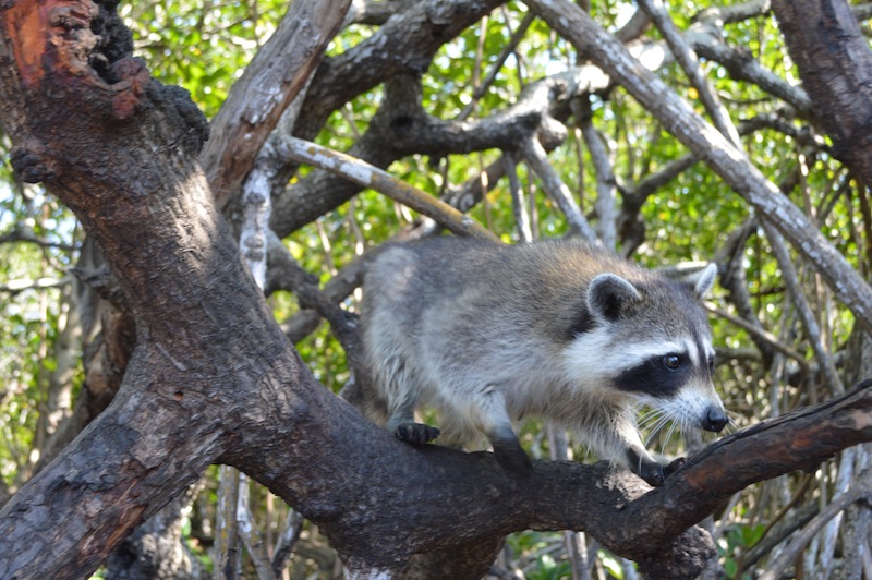 POG Everglades March 2015