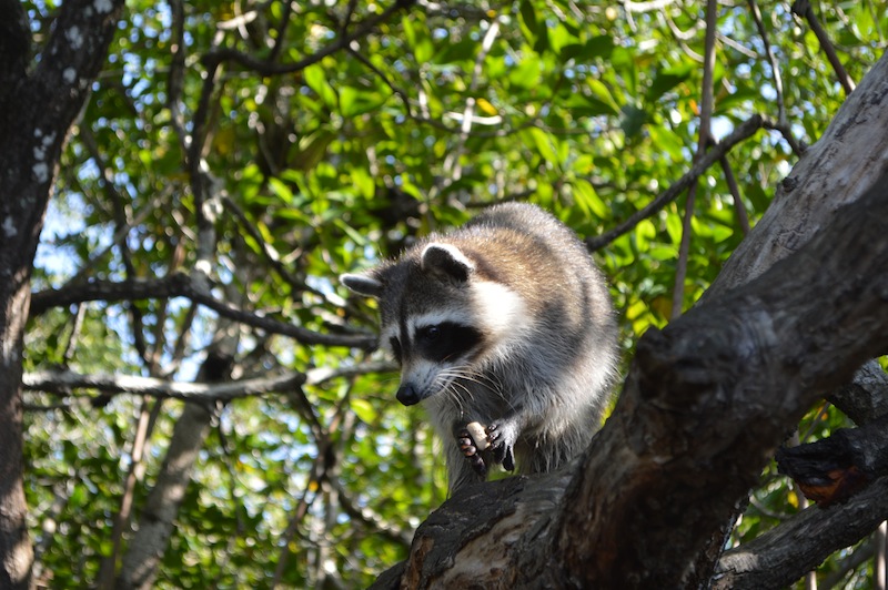 POG Everglades March 2015