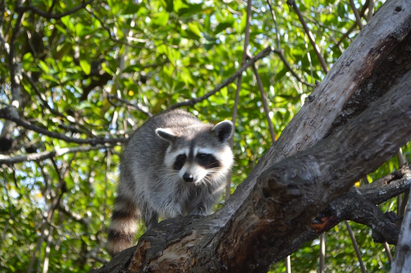 POG Everglades March 2015