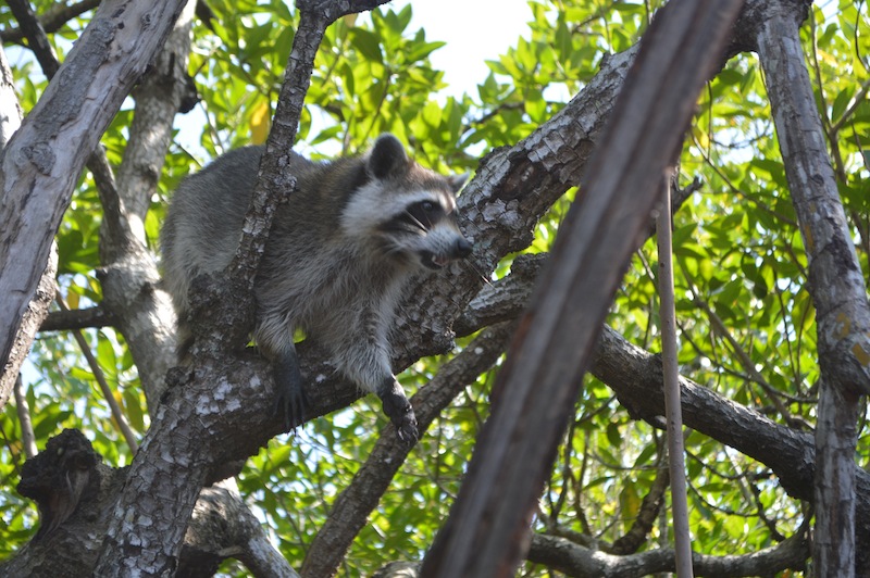 POG Everglades March 2015