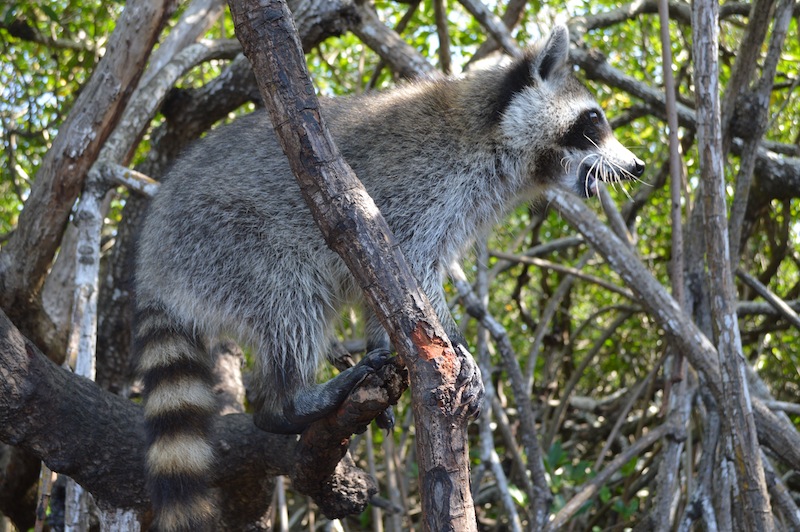 POG Everglades March 2015