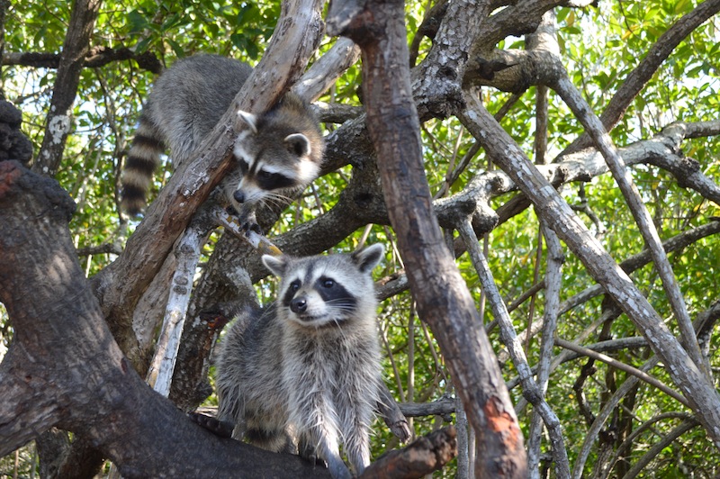 POG Everglades March 2015